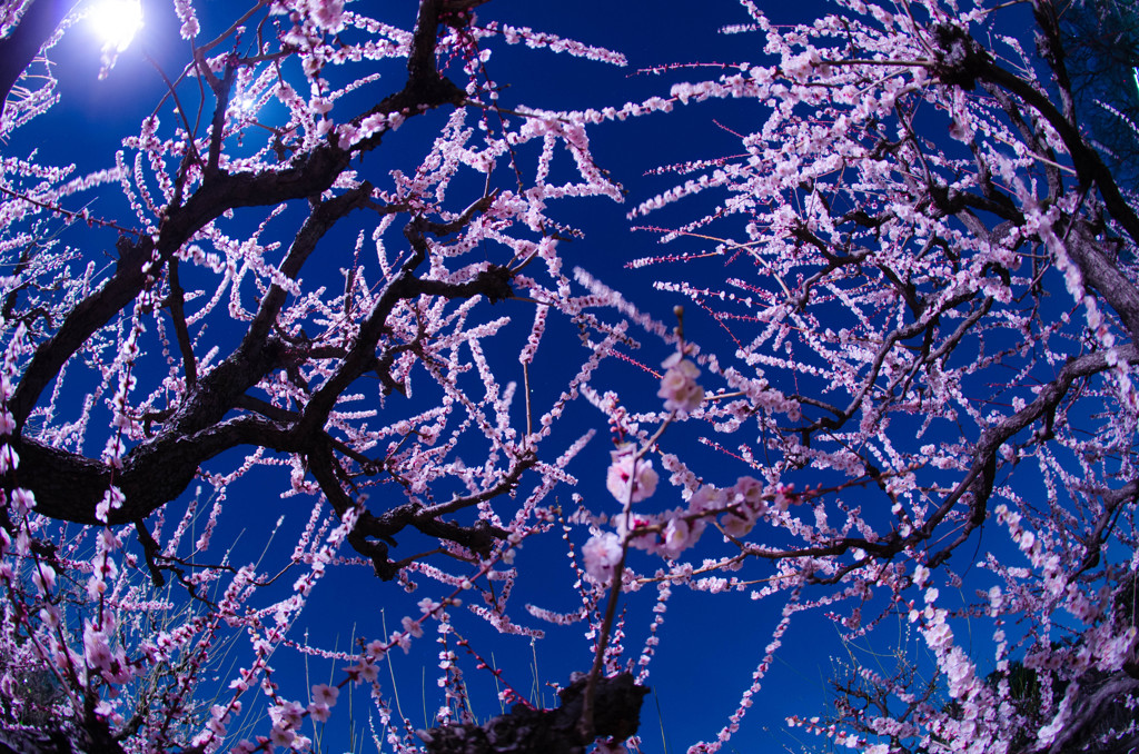 梅花火。