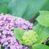 hydrangea.3