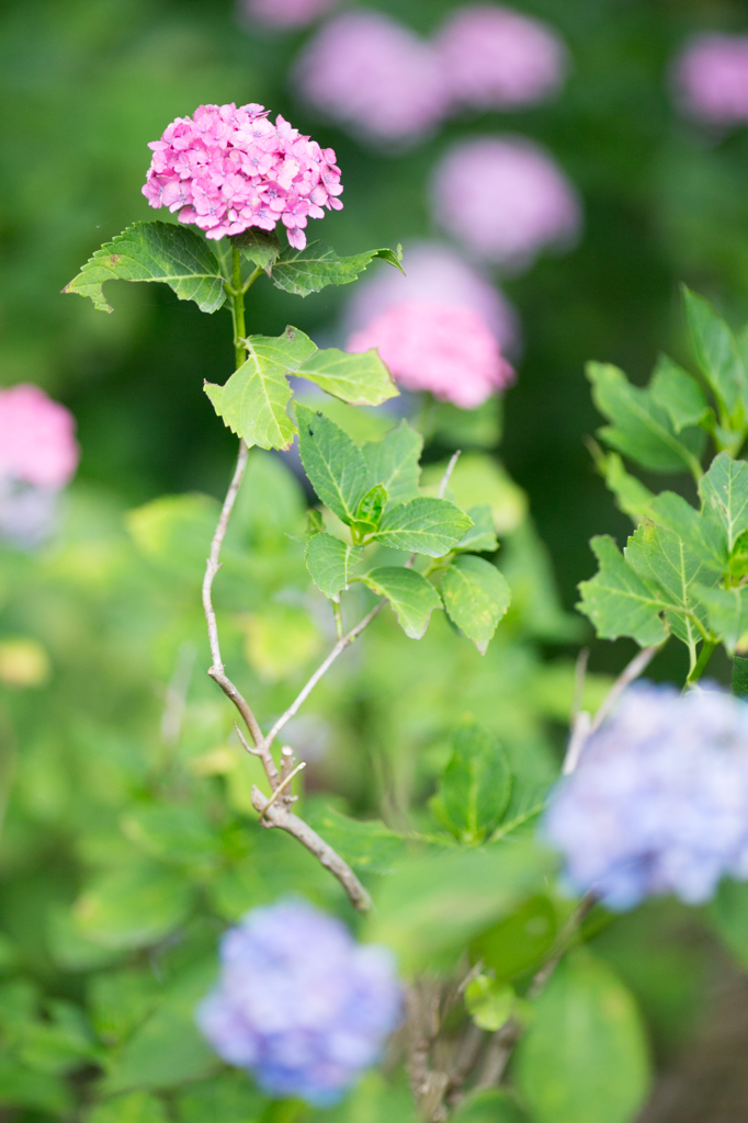 hydrangea.4