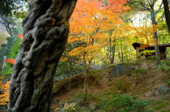 紅葉渓庭園