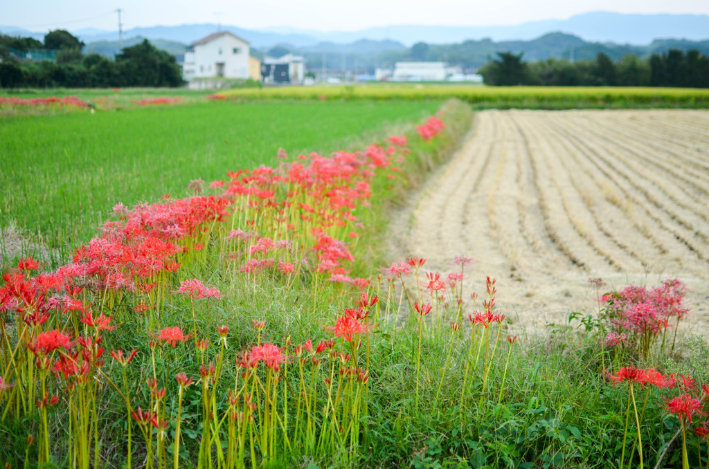 彼岸花の頃