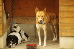 犬小屋に！！！