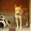 犬小屋に！！！