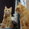 鏡のむこうは？？