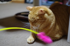 高速猫じゃらし!!!