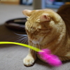 高速猫じゃらし!!!