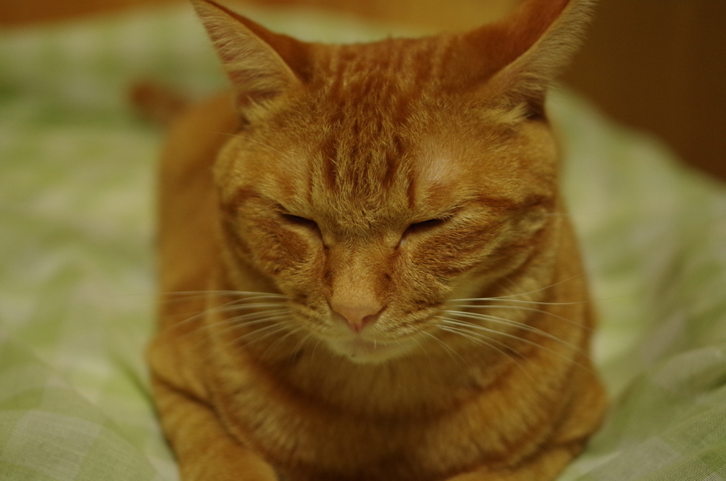 ウトﾟ+｡(o´ｪ｀o)｡+ﾟウト