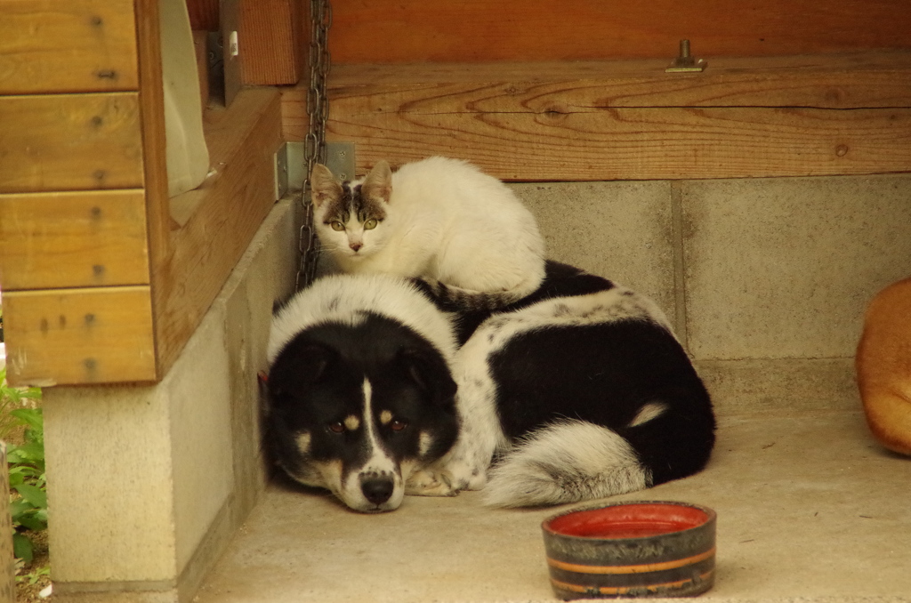 犬の上のノラ・・・( ´艸｀)♪