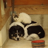 犬の上のノラ・・・( ´艸｀)♪