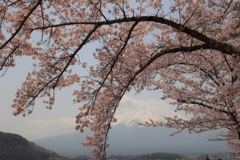 桜のトンネル