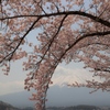 桜のトンネル