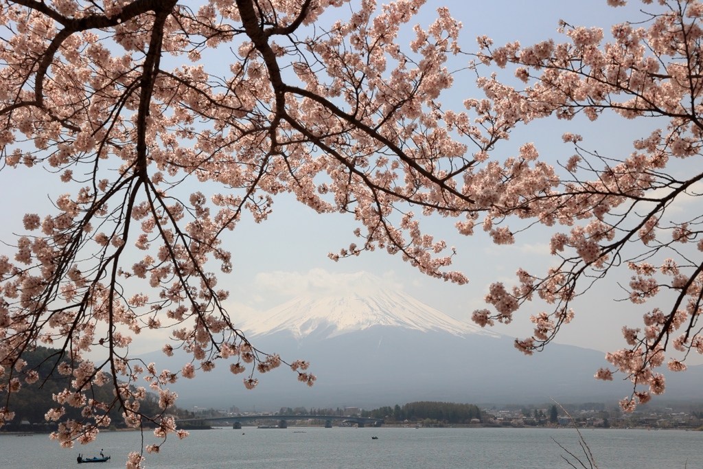 河口湖の桜