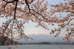 河口湖の桜