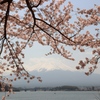 河口湖の桜