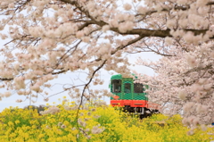 真岡鉄道と桜