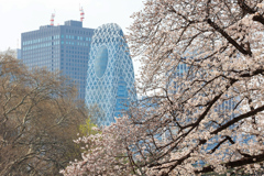 桜さく