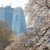 桜さく
