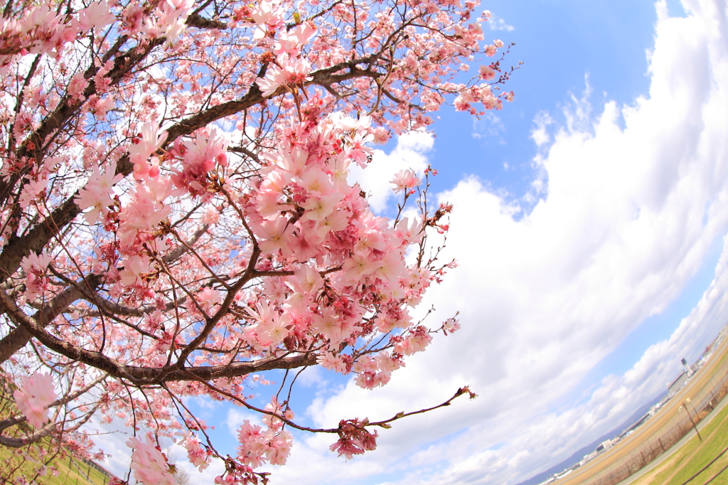 桜