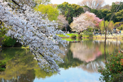 新宿御苑の桜