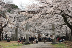 大宮公園の桜
