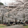 大宮公園の桜