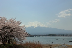 桜と富士山