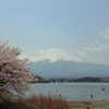 桜と富士山