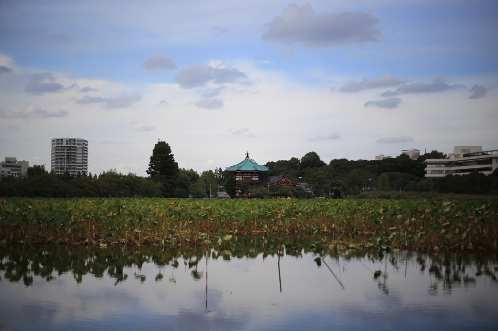 50ｍｍで撮る上野公園⑤