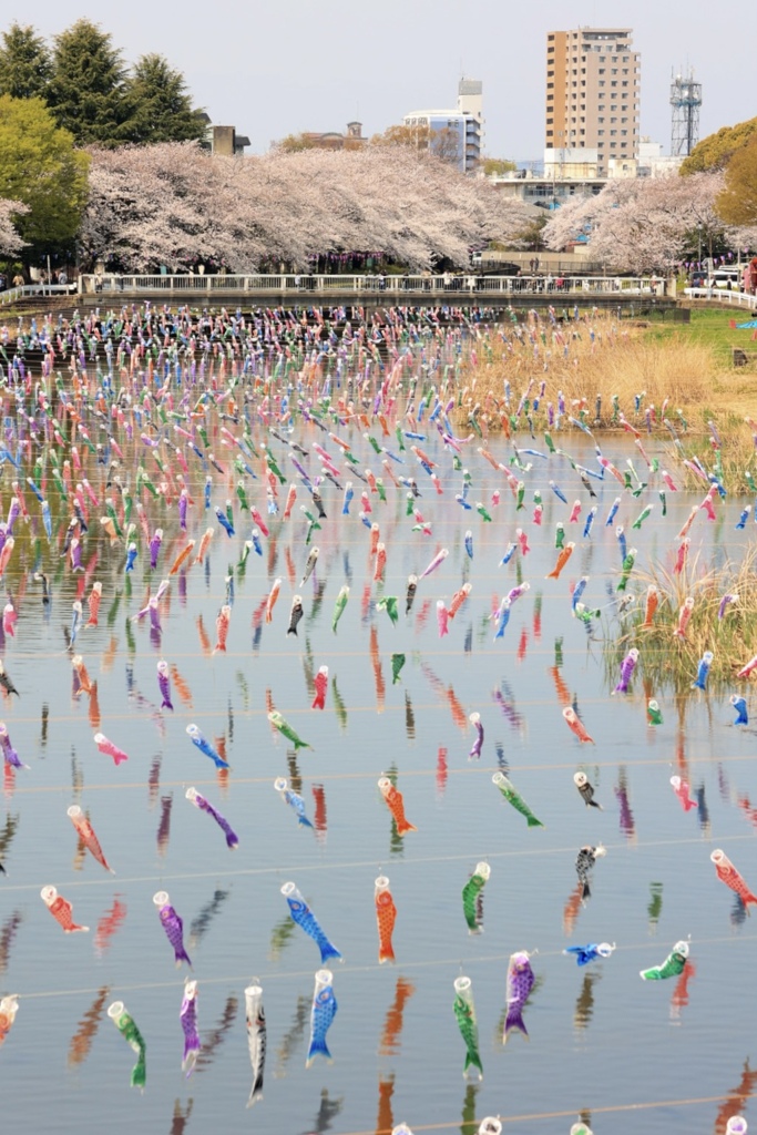 桜に鯉してる