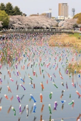 桜に鯉してる