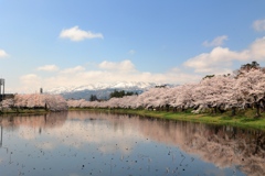 妙高山と桜