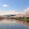 妙高山と桜