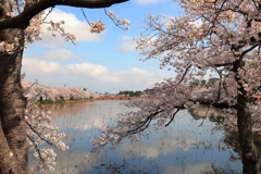 高田城址公園の桜