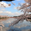 高田城址公園の桜