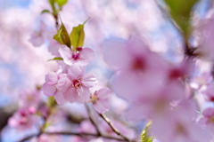 桜と若葉と