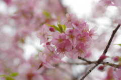 花束
