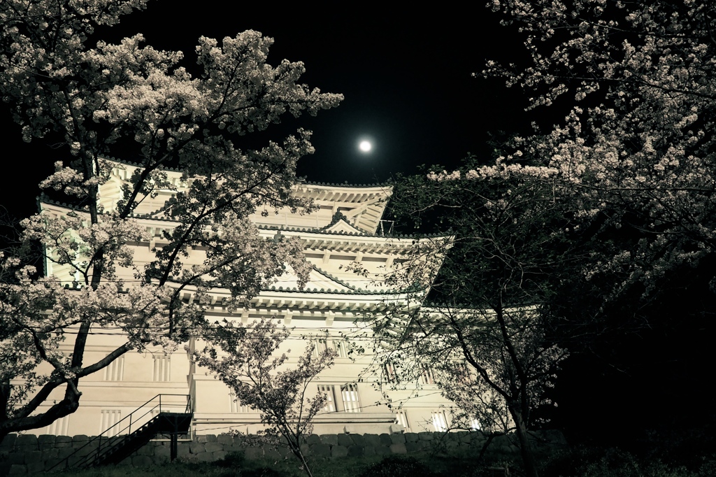 夜桜