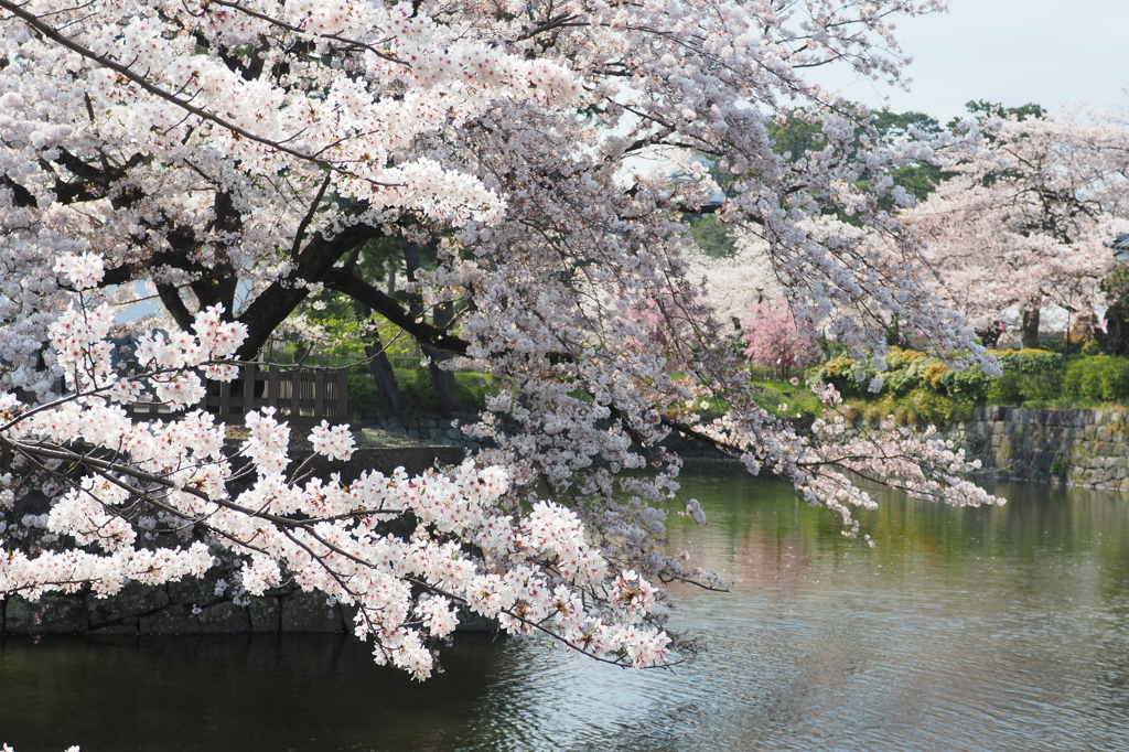 桜