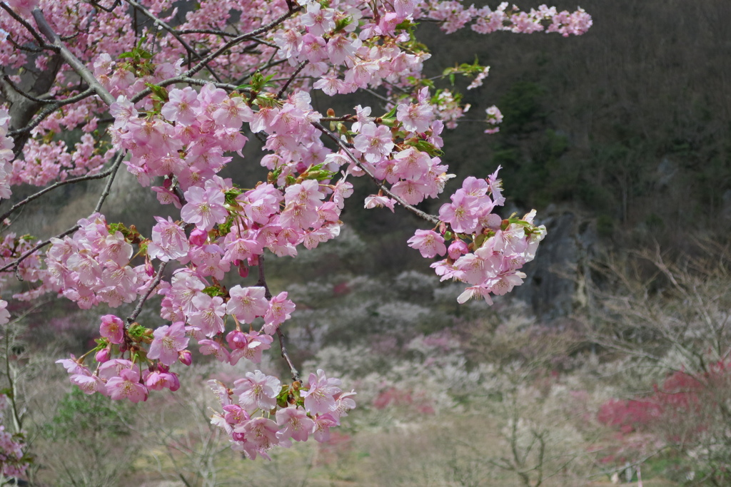 桜