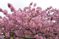 河津桜