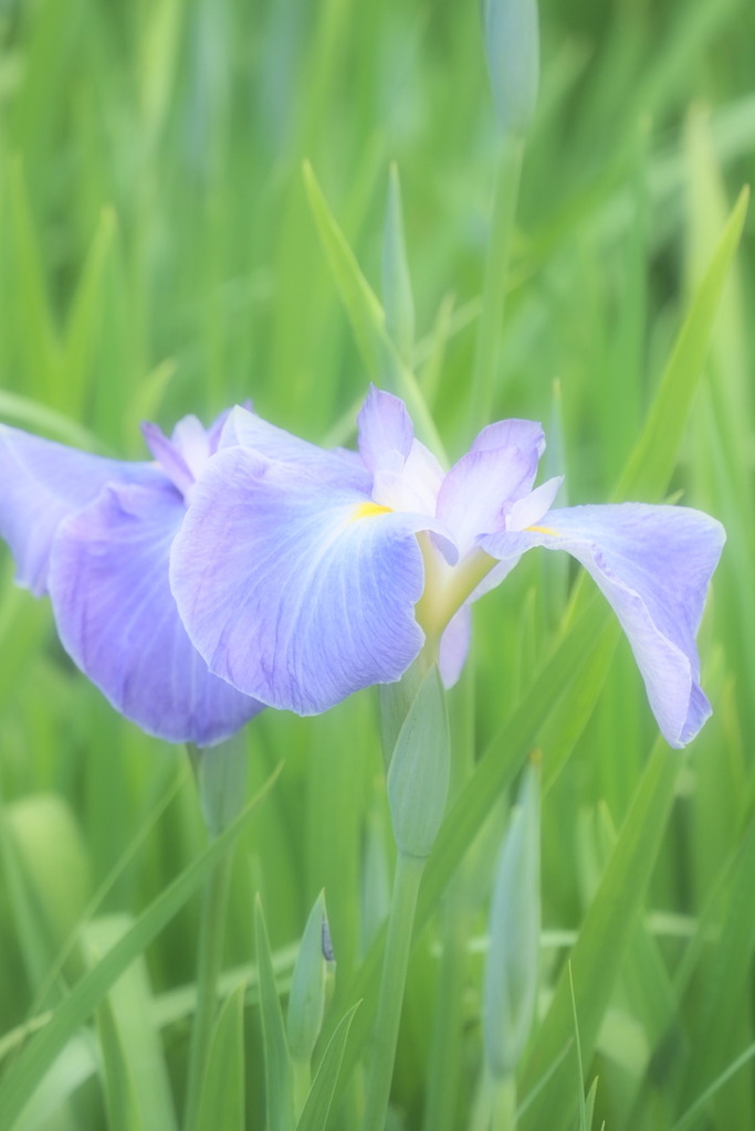 小田原城址公園の菖蒲