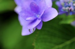 雨の日の紫陽花