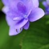 雨の日の紫陽花