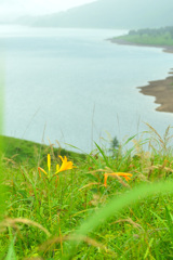 雨の野反湖