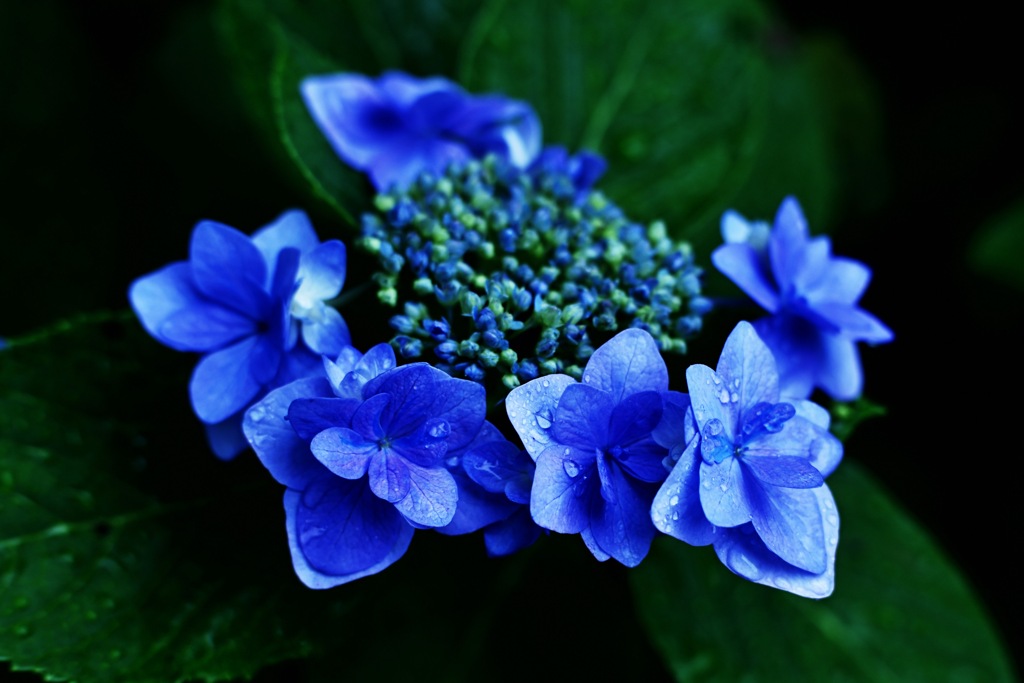 紫陽花