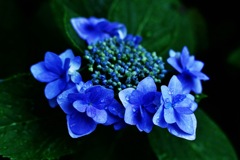 紫陽花