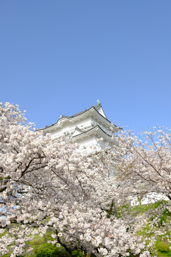 2021年さくら