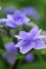 雨の日の紫陽花