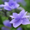 雨の日の紫陽花