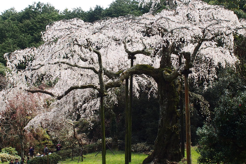 桜（長興山招太寺）
